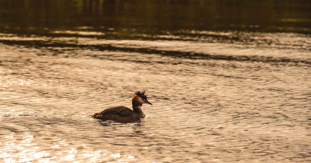 Grebe on the Norfolk Broads