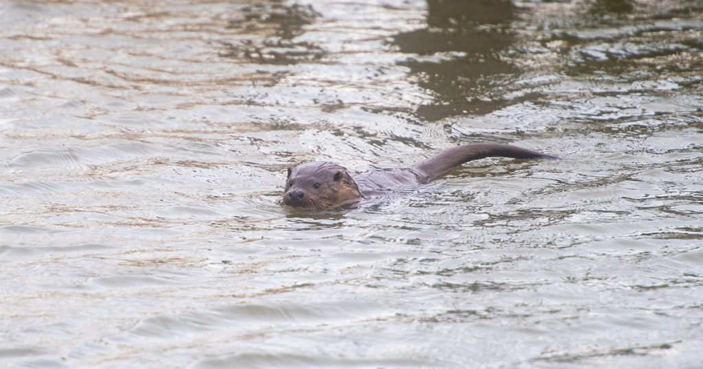 wildlife on the norfolk broads - otters