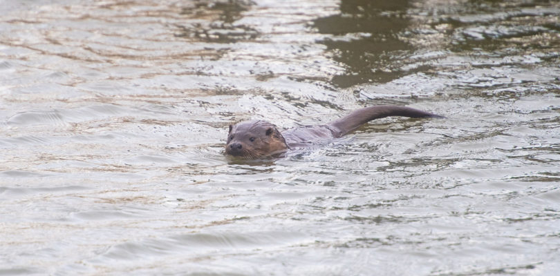 wildlife on the norfolk broads - otters