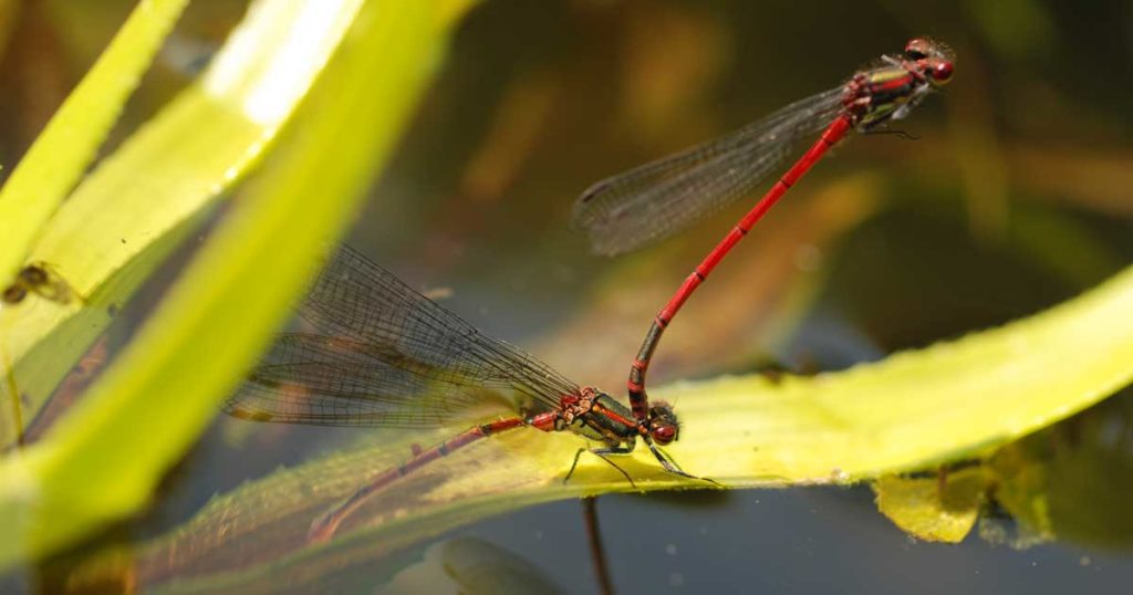 Large red damselfly on the norfolk broads in spring