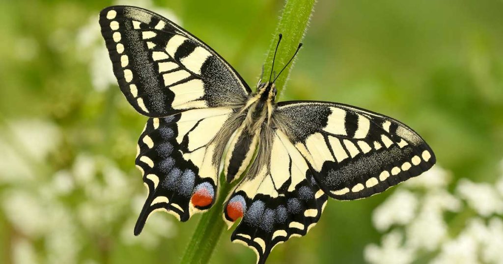 Swallowtail butterfly on the norfolk broads in spring