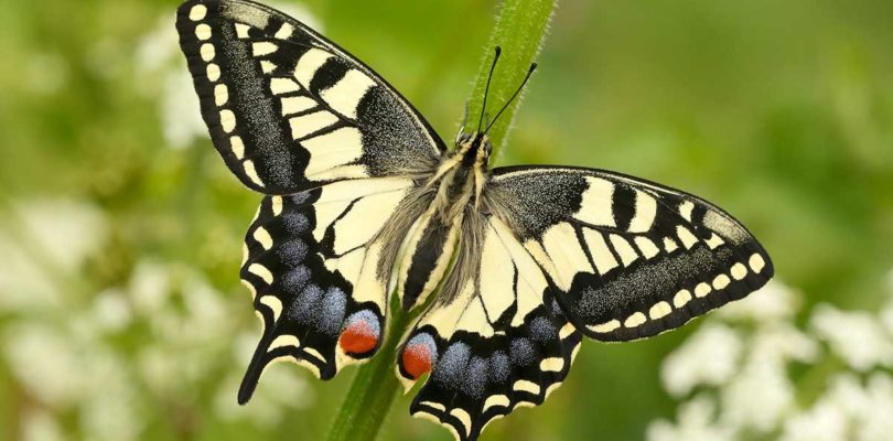 Swallowtail butterfly on the norfolk broads in spring