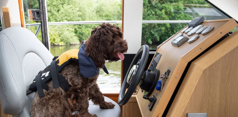 A dog at the helm of a boat